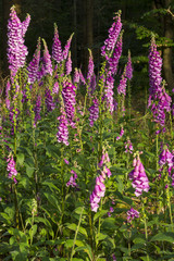 Abondance de Digitales dans les sous-bois de la forêt