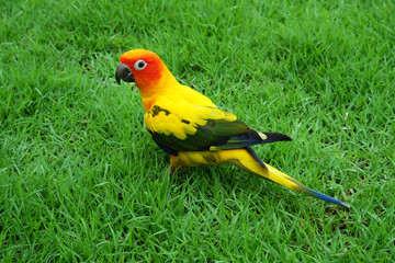 Lovely Sun Conure bird on the Meadow