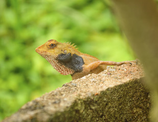 Chameleon