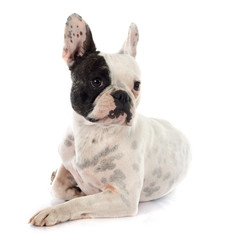 french bulldog