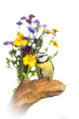 Mésange bleue - Cyanistes caeruleus - Eurasian Blue Tit