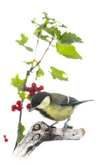 Mésange charbonnière - Parus major - Great Tit