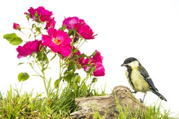 Mésange charbonnière - Parus major - Great Tit