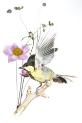 Mésange charbonnière - Parus major - Great Tit