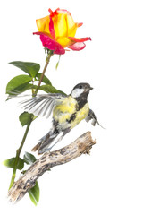 Mésange charbonnière - Parus major - Great Tit