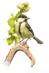 Mésange charbonnière - Parus major - Great Tit
