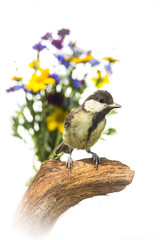 Mésange charbonnière - Parus major - Great Tit