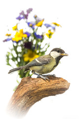 Mésange charbonnière - Parus major - Great Tit