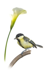 Mésange charbonnière - Parus major - Great Tit