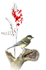 Mésange charbonnière - Parus major - Great Tit