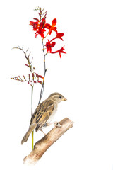 Moineau domestique - Passer domesticus - House Sparrow