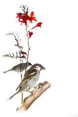 Moineau domestique - Passer domesticus - House Sparrow