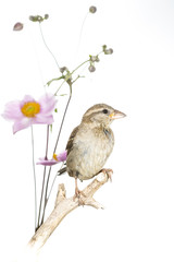 Moineau domestique - Passer domesticus - House Sparrow