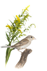 Moineau domestique - Passer domesticus - House Sparrow