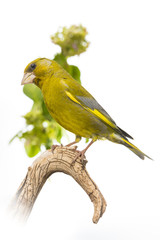 Verdier d'Europe - Chloris chloris - European Greenfinch
