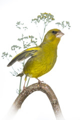 Verdier d'Europe - Chloris chloris - European Greenfinch