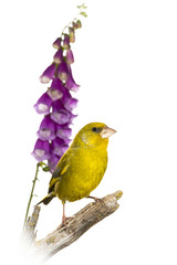 Verdier d'Europe - Chloris chloris - European Greenfinch