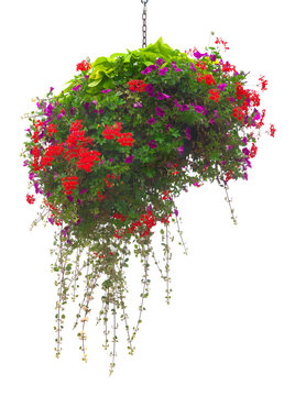 Freigestellte Blumenampel in leuchtenden Farben