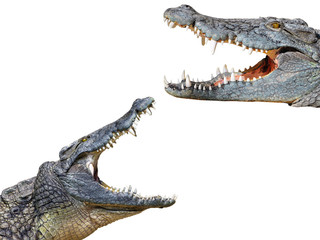 Naklejka premium crocodil and crocodile