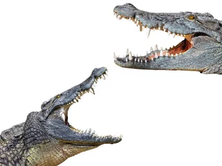 Fotobehang Krokodil krokodil en krokodil