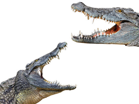 crocodil and crocodile