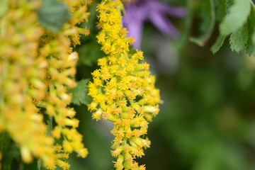 Close up of yellow flower