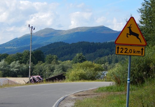 dzicz