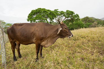 cow in field in Chiapas,Mexico
