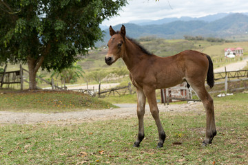 A Mexical foal in the countryside