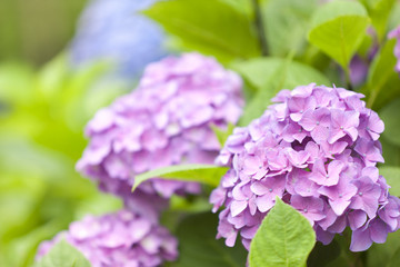 アジサイの花