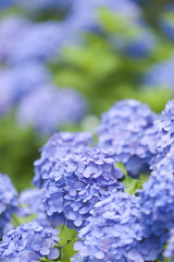 アジサイの花