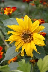 Kurzstielige Sonneblume blüht zwischen Targetes