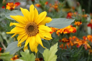 Kurzstielige Sonnenblume zwischen Targetes