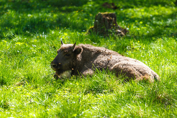 European bison in Prioksko-Terrasny Nature Reserve