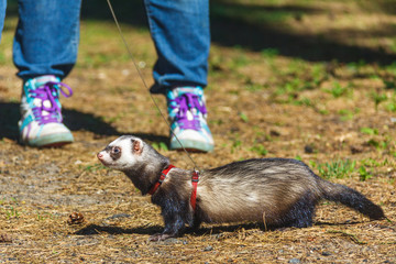 domestic ferret taking a walk on a leash outside