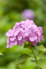 Obraz premium アジサイの花