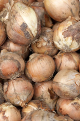 収穫したタマネギ