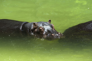 Fototapeta premium Hipopótamo