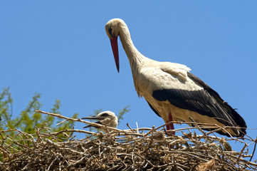Cigüeña con su polluelo