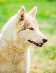 White Adult Siberian Husky Dog (Sibirsky husky)