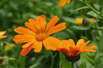 Blossoming calendula with water drops