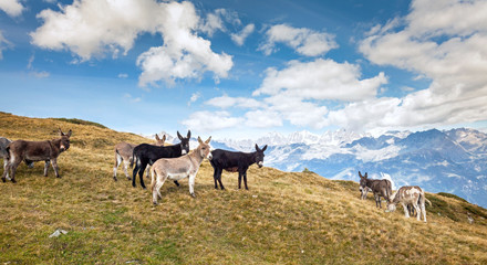 asini al pascolo in alta montagna