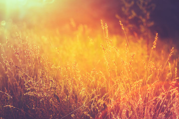 Fototapeta na wymiar Yellow Dry Autumn Grass On Meadow. Toned Instant Photo