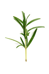 Naklejka premium twig of rosemary isolated on white