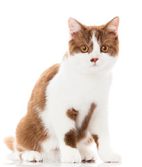 British shorthair cat on a white background. british cat isolate