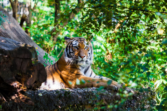 Tiger.  Beautiful Tiger Portrait
