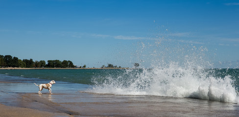 Dog Facing Large Waves