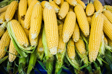 market stall with corncobs.  Fresh sweet corn