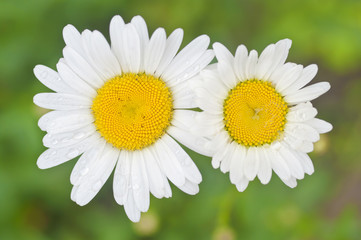 Fototapeta premium two white daisy flowers