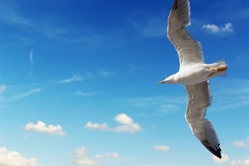 seagull in the sky